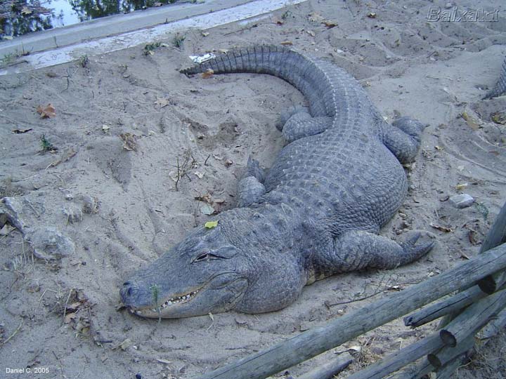 Crocodilho 2.jpg
